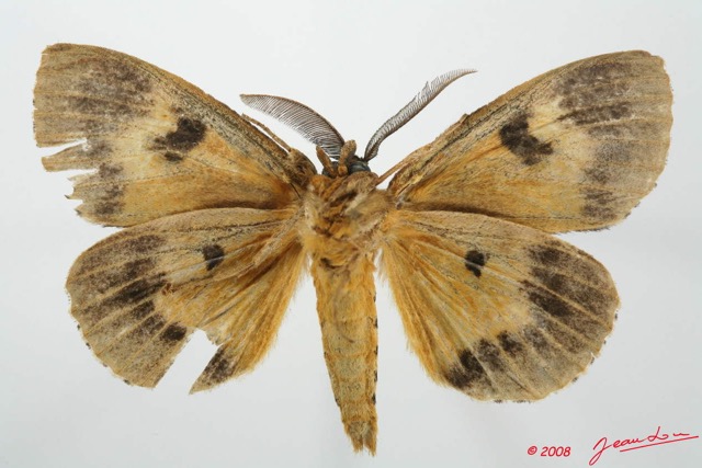 072 Heterocera (FV) Lymantriidae m 8EIMG_20653WTMK.jpg