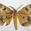 072 Heterocera (FV) Lymantriidae m 8EIMG_20653WTMK.jpg