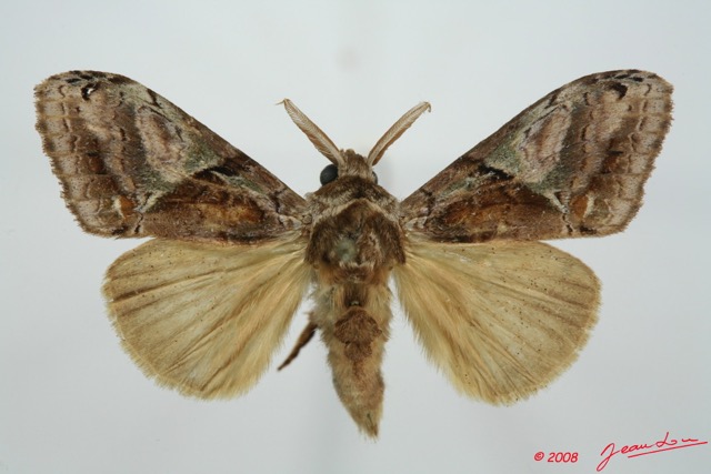 073 Heterocera (FD) Lymantriidae Dasychira achatina m 8EIMG_26145WTMK.jpg