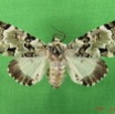 001 Heterocera (FD) Noctuidae Thiacidas schausi f IMG_4864WTMK.jpg