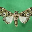 003 Heterocera (FD) Noctuidae Thiacidas schausi m IMG_1659WTMK.jpg