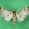 004 Heterocera (FV) Noctuidae Thiacidas schausi m IMG_1662WTMK.jpg