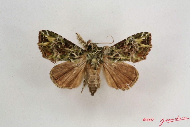005 Heterocera (FD) Noctuidae Callopistria f IMG_4202WTMK.jpg