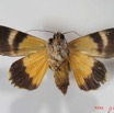010 Heterocera (FV) Noctuidae Ulotrichopus pseudocatocala f IMG_2581WTMK.jpg