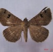 013 Heterocera (FD) Noctuidae Mocis mutuaria IMG_3246WTMK.jpg