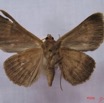014 Heterocera (FV) Noctuidae Mocis mutuaria IMG_3247WTMK.jpg