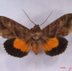 015 Heterocera (FD) Noctuidae Eudocima divitiosa m IMG_3479WTMK.jpg