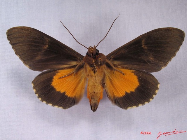 016 Heterocera (FV) Noctuidae Eudocima divitiosa m IMG_3481WTMK.jpg