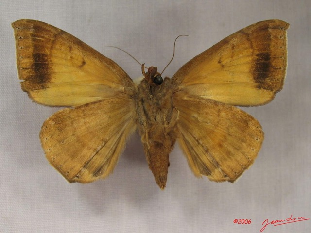 018 Heterocera (FV) Noctuidae Achaea catocalina f IMG_3714WTMK.jpg