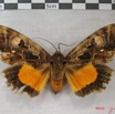 019 Heterocera (FD) Noctuidae Eudocima divitiosa f IMG_3866WTMK.jpg