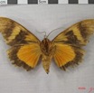 020 Heterocera (FV) Noctuidae Eudocima divitiosa f IMG_3867WTMK.jpg