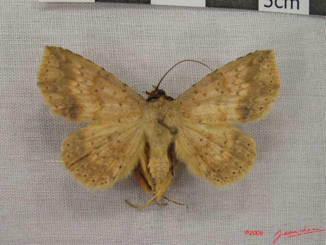 021 Heterocera (FD) Noctuidae Blasticorhinus trichopoda IMG_3880WTMK.jpg