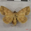 021 Heterocera (FD) Noctuidae Blasticorhinus trichopoda IMG_3880WTMK.jpg