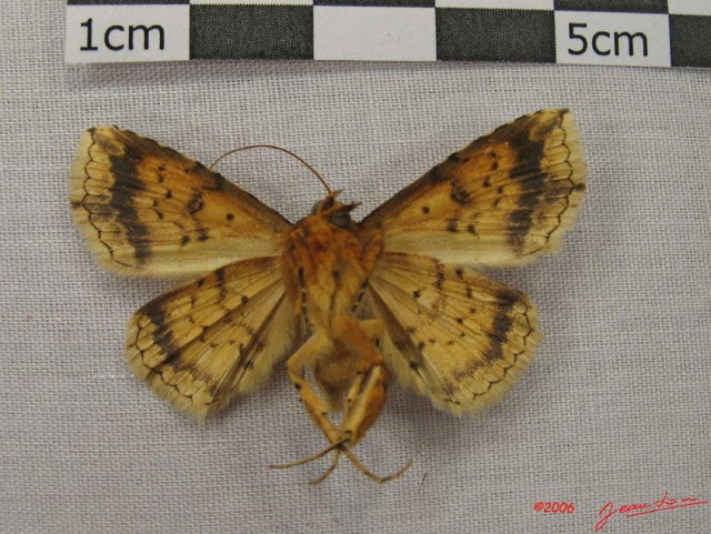022 Heterocera (FV) Noctuidae Blasticorhinus trichopoda IMG_3882WTMK.jpg