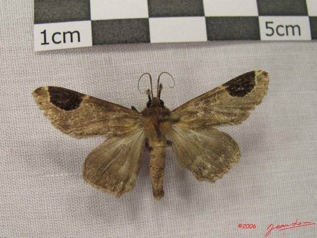 023 Heterocera (FD) Noctuidae Quadrifinae IMG_3887WTMK.jpg