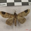 023 Heterocera (FD) Noctuidae Quadrifinae IMG_3887WTMK.jpg