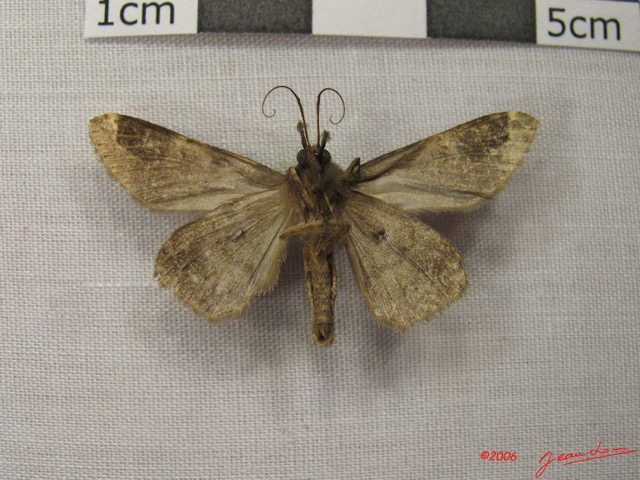 024 Heterocera (FV) Noctuidae Quadrifinae IMG_3889WTMK.jpg