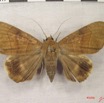 025 Heterocera (FD) Noctuidae Achaea faber f IMG_3911WTMK.jpg