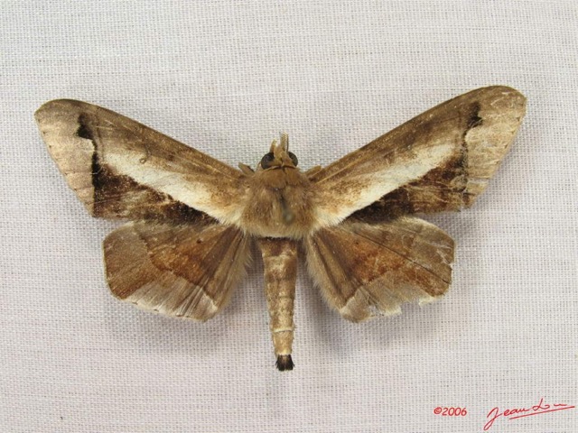 027 Heterocera (FD) Noctuidae Gorua partita IMG_3921WTMK.jpg
