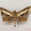 027 Heterocera (FD) Noctuidae Gorua partita IMG_3921WTMK.jpg