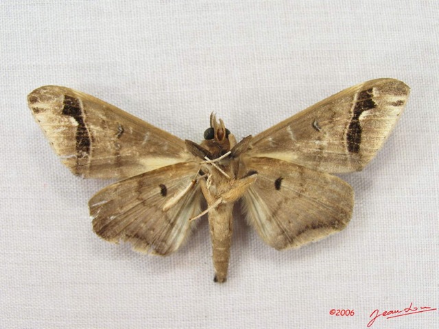 028 Heterocera (FV) Noctuidae Gorua partita IMG_3922WTMK.jpg