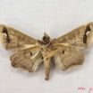 028 Heterocera (FV) Noctuidae Gorua partita IMG_3922WTMK.jpg