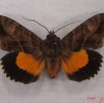 029 Heterocera (FD) Noctuidae Eudocima divitiosa m IMG_3999WTMK.jpg