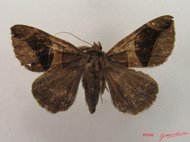 033 Heterocera (FD) Noctuidae Dysgonia sp IMG_4665WTMK.jpg