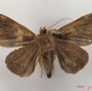 034 Heterocera (FV) Noctuidae Dysgonia sp IMG_4667WTMK.jpg