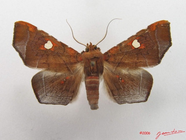 035 Heterocera (FD) Noctuidae Episparis sp IMG_4709WTMK.jpg
