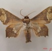038 Heterocera (FV) Noctuidae Episparis fenestrifera m IMG_4752WTMK.jpg