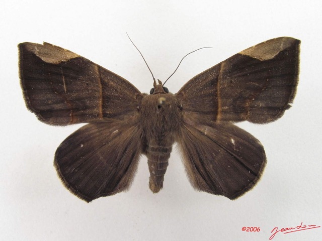 039 Heterocera (FD) Noctuidae Achaea basilewskyi m IMG_4778WTMK.jpg
