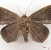 040 Heterocera (FV) Noctuidae Achaea basilewskyi m IMG_4779WTMK.jpg