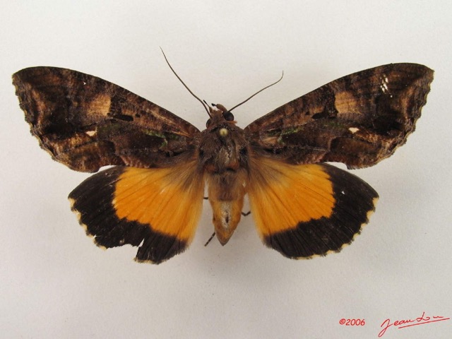 041 Heterocera (FD) Noctuidae Eudocima divitiosa f IMG_4780WTMK.jpg