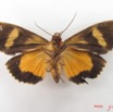 042 Heterocera (FV) Noctuidae Eudocima divitiosa f IMG_4781WTMK.jpg