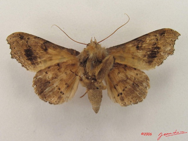 046 Heterocera (FV) Noctuidae Pseudogiria sp m IMG_4796WTMK.jpg