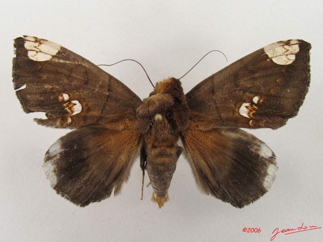 047 Heterocera (FD) Noctuidae Achaea illustrata m IMG_4848WTMK.jpg