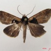 049 Heterocera (FD) Noctuidae Anoba nigribasis m IMG_4856WTMK.jpg
