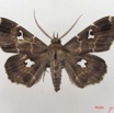 051 Heterocera (FD) Noctuidae Claterna sp m IMG_4911WTMK.jpg