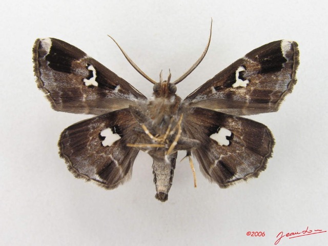 052 Heterocera (FV) Noctuidae Claterna sp m IMG_4913WTMK.jpg