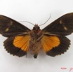 054 Heterocera (FV) Noctuidae Eudocima divitiosa m IMG_4946WTMK.jpg