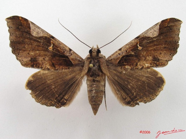 055 Heterocera (FD) Noctuidae Rougeotiana rogator f IMG_4982WTMK.jpg
