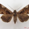 055 Heterocera (FD) Noctuidae Rougeotiana rogator f IMG_4982WTMK.jpg