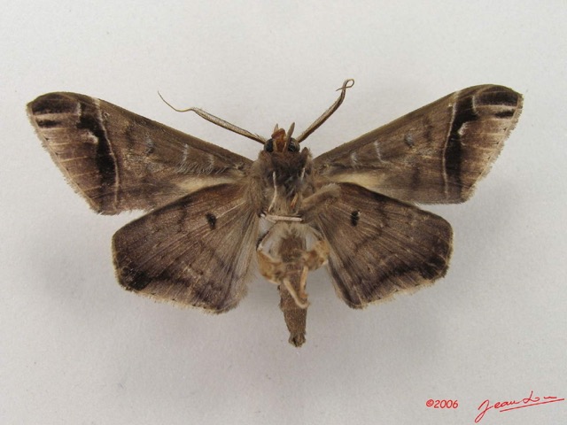 058 Heterocera (FV) Noctuidae Gorua partita m IMG_4988WTMK.jpg