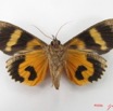 060 Heterocera (FV) Noctuidae Eudocima divitiosa f IMG_5015WTMK.jpg