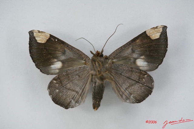066 Heterocera (FV) Noctuidae Pseudogiria sp f IMG_1359WTMK.jpg