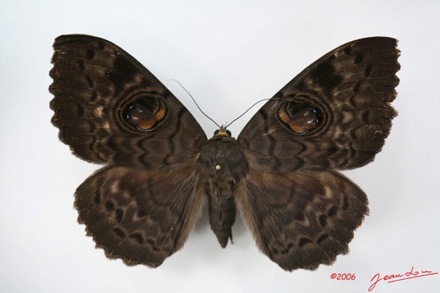 067 Heterocera (FD) Noctuidae Erebus walkeri f IMG_1364WTMK.jpg
