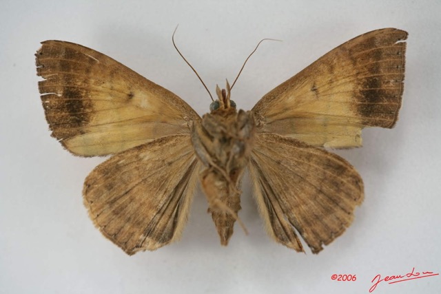 070 Heterocera (FV) Noctuidae Achaea catocalina f IMG_1458WTMK.jpg