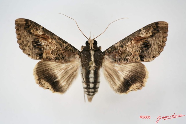071 Heterocera (FD) Noctuidae Sphingomorpha chlorea f IMG_1652WTMK.jpg