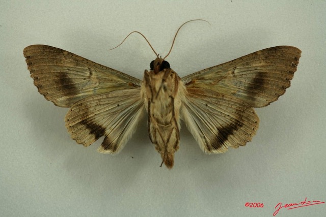 074 Heterocera (FV) Noctuidae Sphingomorpha chlorea f IMG_3166WTMK.jpg